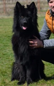 Black German Shepherd