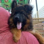 German Shepherd puppy care image for Royal Tribes K9 educational content 0023