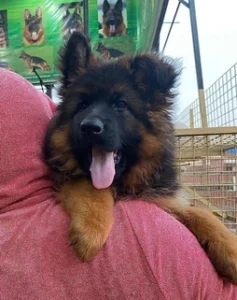 how long german shepherd live