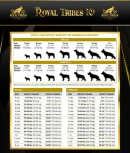 german shepherd weight by age chart
