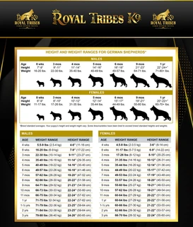 German Shepherd puppy care image for Royal Tribes K9 educational content 0009