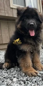 Long Coat German Shepherd Puppy