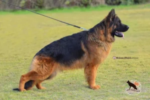 German Shepherd puppy