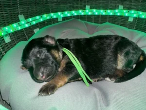 German Shepherd puppy