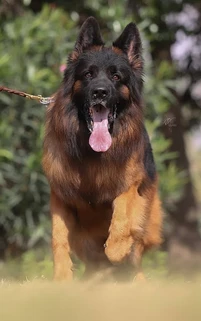 German Shepherd puppy care image for Royal Tribes K9 educational content 0013