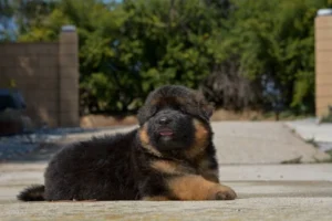 Long Hair German Shepherd Breeder In San Francisco California