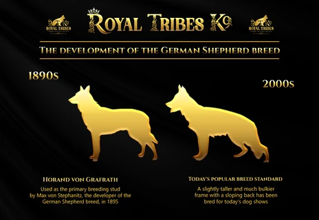 Development of German Shepherd Breed