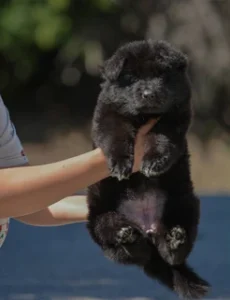 German Shepherd puppies