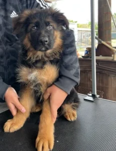 German Shepherd puppies