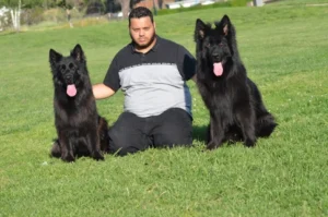 Black German Shepherd Breeder In Texas