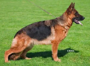 German Shepherd