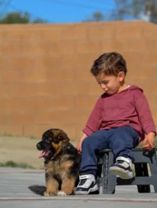 Long Hair German Shepherd Breeder Near San Francisco California
