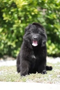German Shepherd puppies