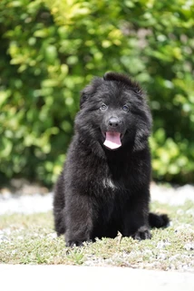 German Shepherd puppy guide Burlington MA