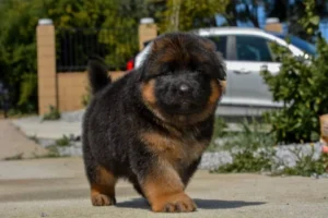 German Shepherd puppies