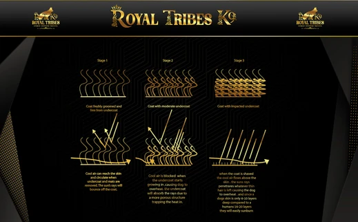 German Shepherd puppy care image for Royal Tribes K9 educational content 0008