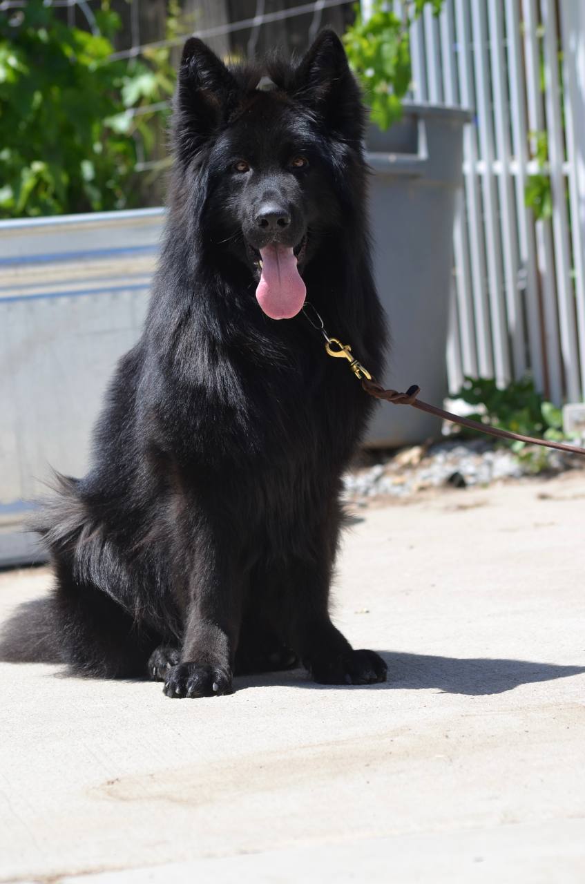 2753E6 Cbb97227F3C14356Bb0639C6839F0C8Fmv2 German Shepherd puppy image by Royal Tribes K9 0017