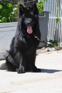German Shepherd puppy guide Pittsburgh PA