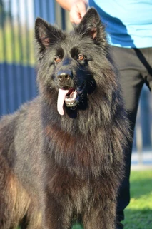 German Shepherd puppy guide Dallas TX