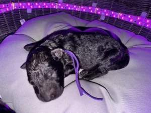 Long Hair Black German Shepherd Puppy for Sale