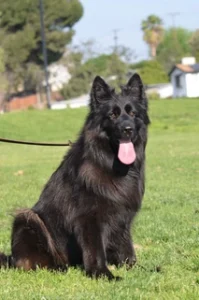 Black German Shepherd
