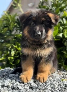 German Shepherd puppies