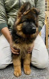 German Shepherd puppy care image for Royal Tribes K9 educational content 0125