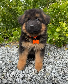 German Shepherd puppy care image for Royal Tribes K9 educational content 0109