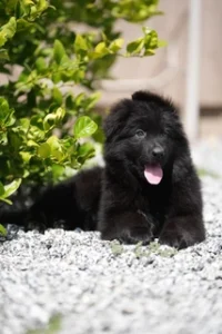 German Shepherd puppies