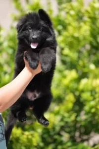 German Shepherd puppies