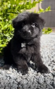 German Shepherd puppy