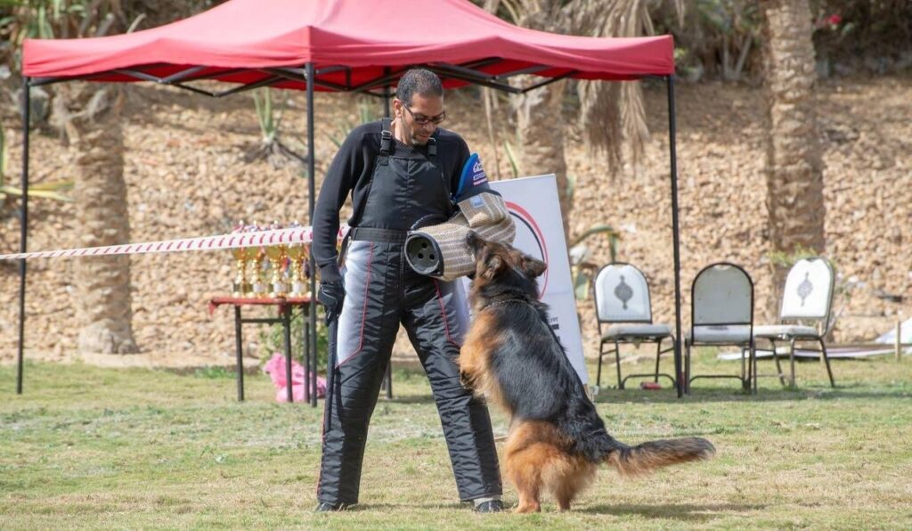 A German Shepherd interacts with a geared-up trainer.
