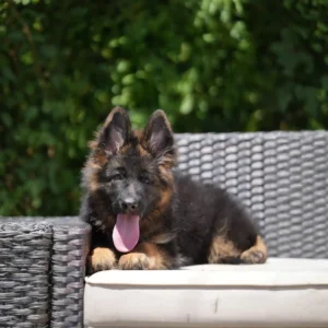 German Shepherd pedigree