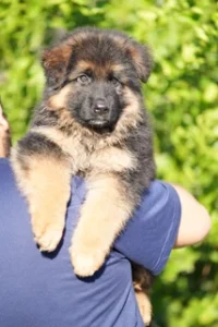 German Shepherd Puppies