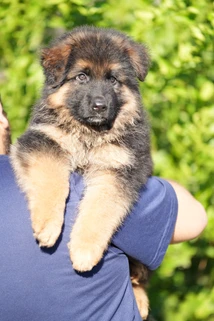 German Shepherd puppy care image for Royal Tribes K9 educational content 0124