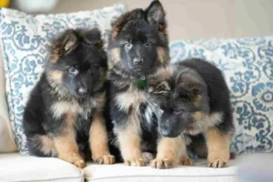 German Shepherd Puppies