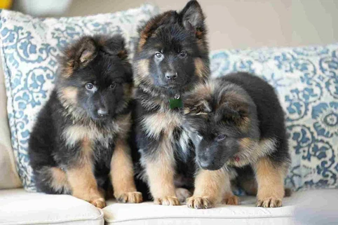 German Shepherd puppy care image for Royal Tribes K9 educational content 0205