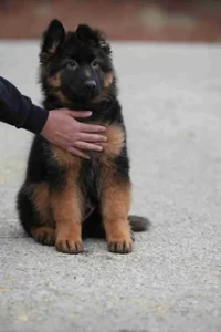German Shepherd puppies