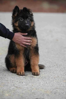 German Shepherd puppy care image for Royal Tribes K9 educational content 0198