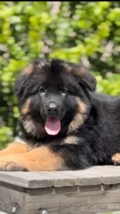 German Shepherd puppies