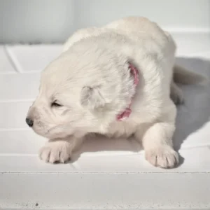 all white german shepherd