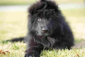German Shepherd puppies