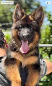 German Shepherd puppies