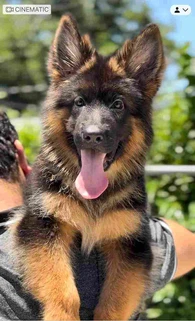 German Shepherd puppy care image for Royal Tribes K9 educational content 0209