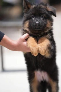 German Shepherd puppy guide Scottsdale AZ