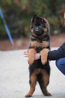 German Shepherd puppy guide Van Nuys CA