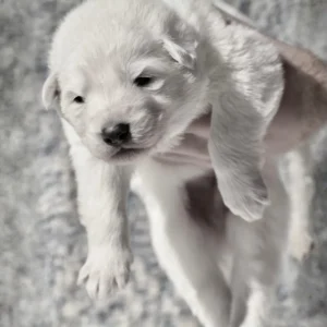 long hair white german shepherd