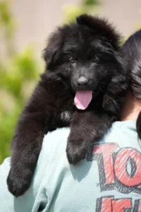 German Shepherd Puppies