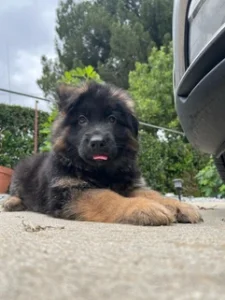 German Shepherd puppies