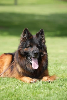 German Shepherd puppy care image for Royal Tribes K9 educational content 0133